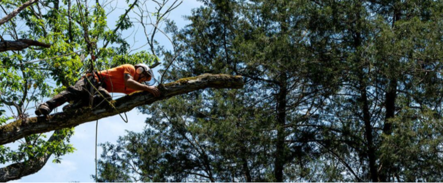 Podador de Emondage Val-Belair que trabaja en altura en un árbol.