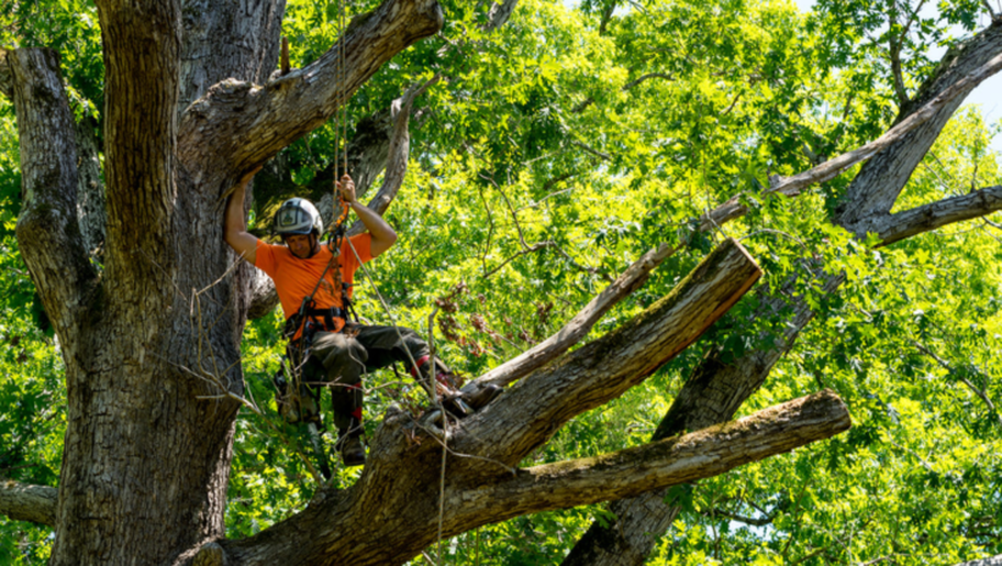 El podador de Emondage Val-Belair trabaja en lo alto de un árbol para realizar una poda.
